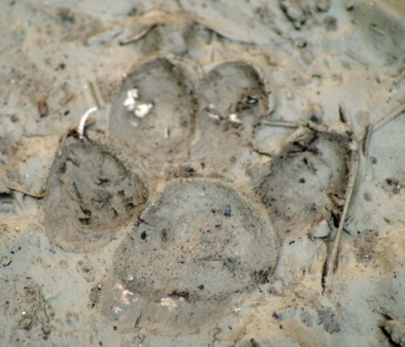 Impronta Lince.